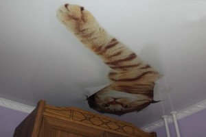 Кошка на потолке